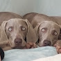 Weim Rascals