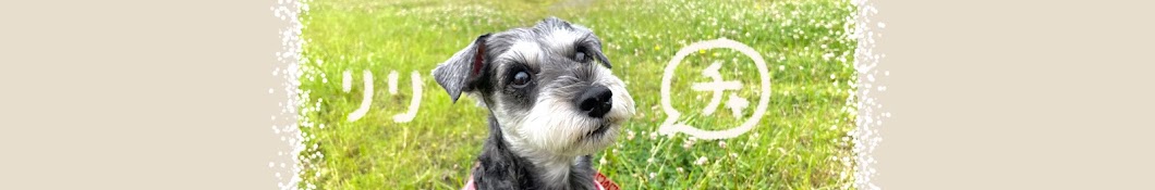 Schnauzer Lily In Japan