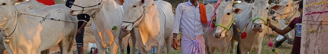 KARNATAKA COW