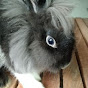 My Bunny