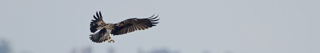 Rook  The Wildlife Trusts