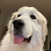 Great Pyrenees Mugi channel