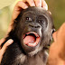 logo Monkey Ah bii