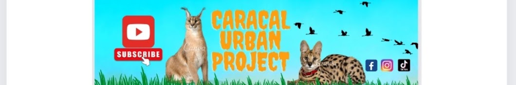 Caracal Urban Project