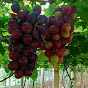 Joss Grapes Nursery