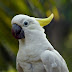 Curious Cockatoo