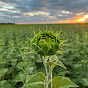 Journey Across Fields