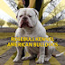 logo Rosebull Kennel - American Bulldogs