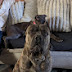 Wicked Cane Corso Empire 