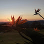 Scenic Rim Sunrise