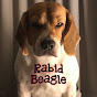 Rabid Beagle