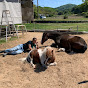 馬の楽園〝なごみ牧場🐴〟