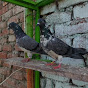 Pigeons Online