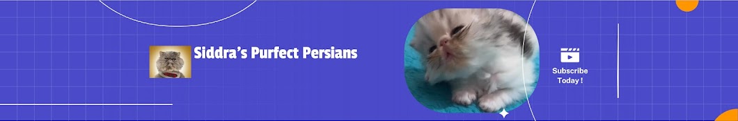 Siddra’s Purfect Persians 