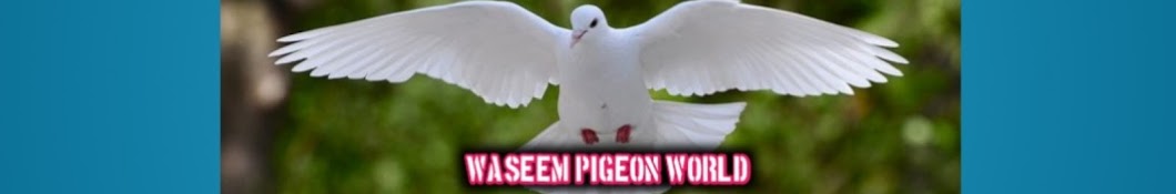 Waseem Pigeon World