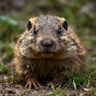 FilthyGopher