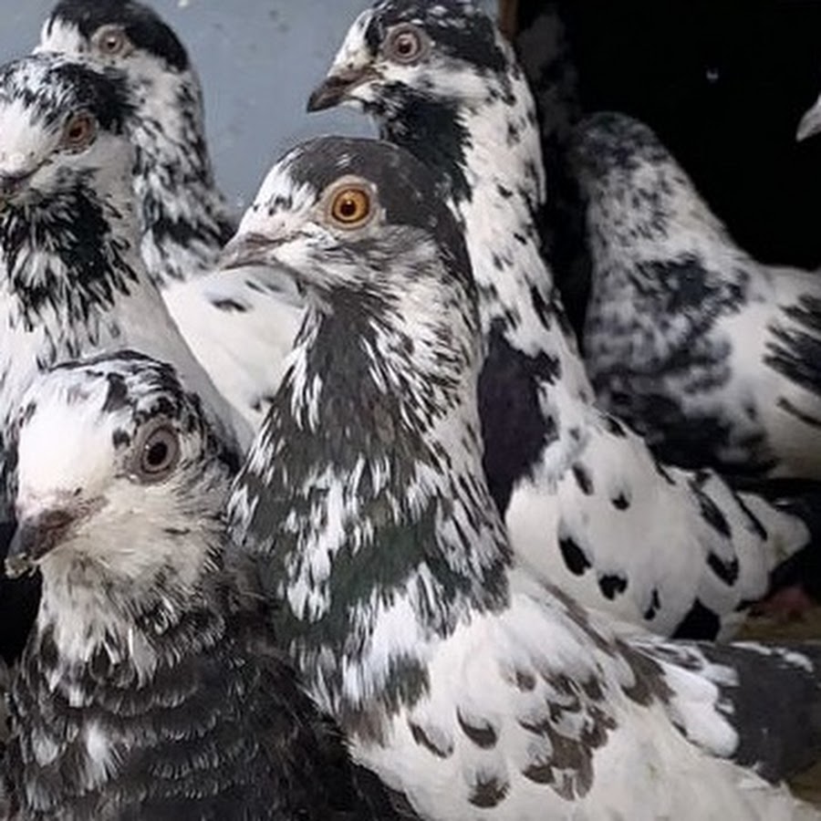 Таджикские голуби