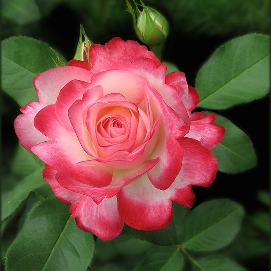 Роза сорт Присцилла