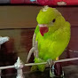 Cute parrot 🦜🦜