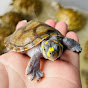 Turtle pet