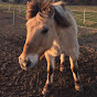 ドイツの田舎の馬と猫 ー German Horses and Cats