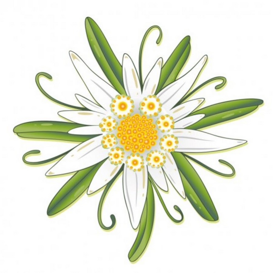 Эдельвейс цветок вектор