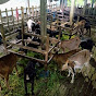 Bankura Goat Farm