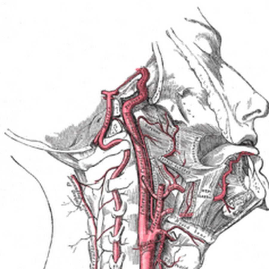 Патологии позвоночной артерии. Артерия вертебралис. Кровоснабжение позвоночной артерии. Расположение позвоночной артерии. Позвоночные сосуды шеи.