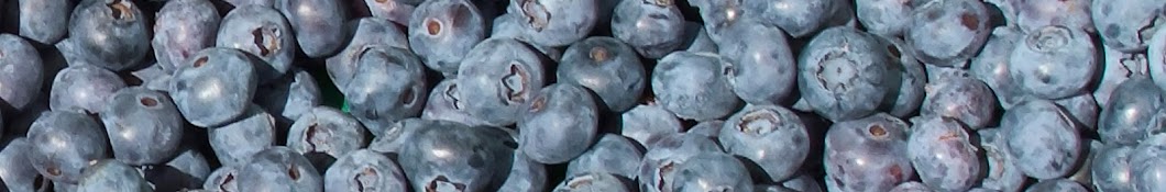 Borůvková farma Provodov_Blueberry farm Provodov