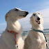 borzoi brothers ChonNeta