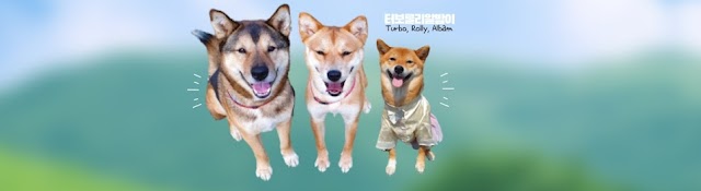 Turbo&Rolly [Jindo dog family]