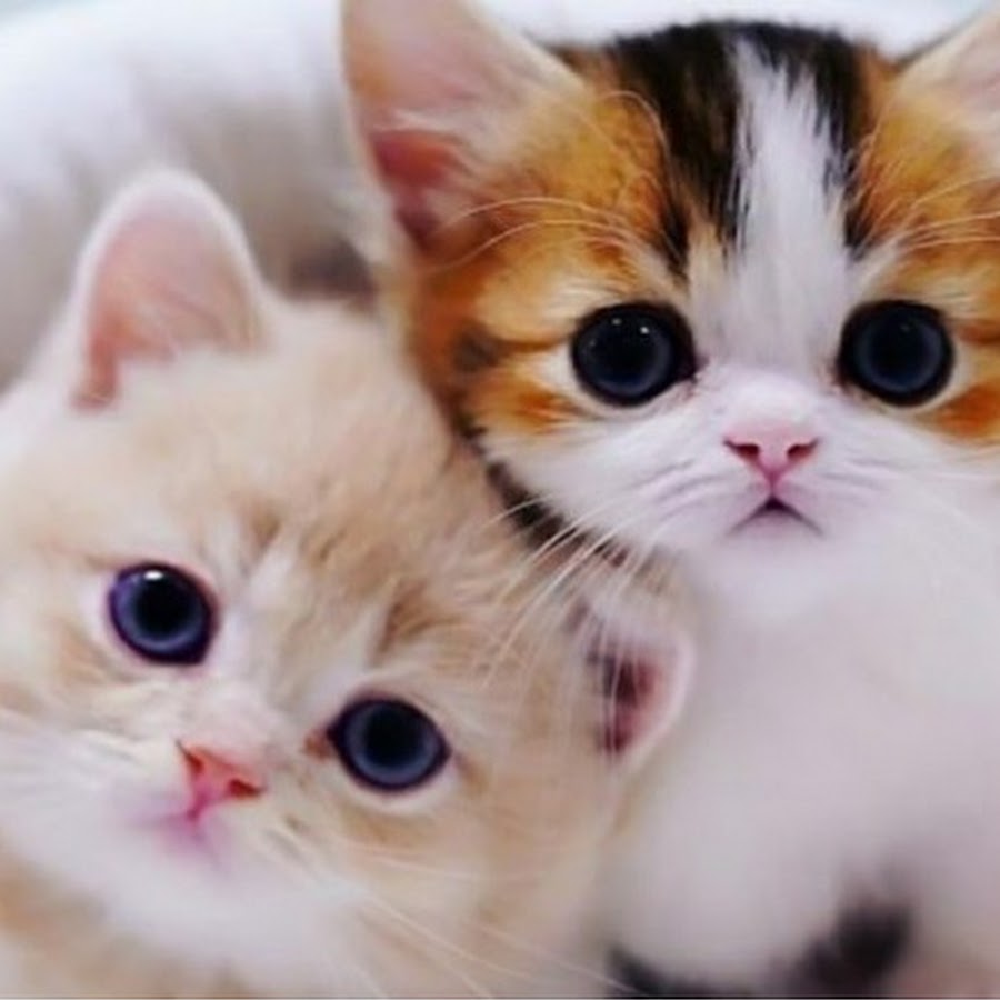 Love kittens 😻