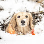 Bread Gundog