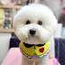 비숑 라온 Bichon Raon