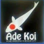 ADE KOI BREEDER