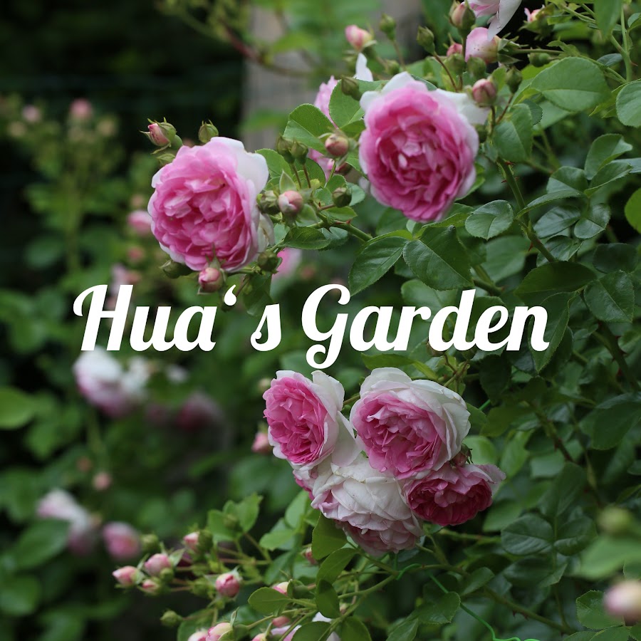 Hua‘ s garden *华园记* - YouTube Hua‘ s garden *华园记*