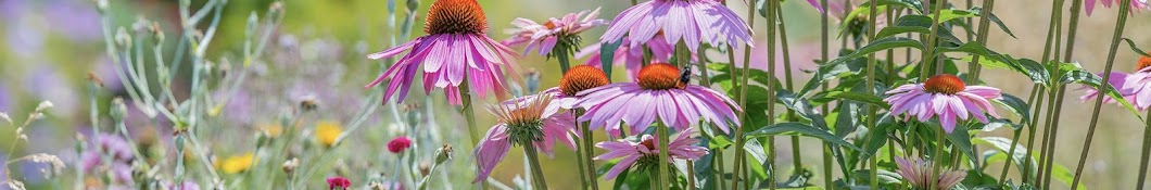 Sag Moraine Native Plant Community