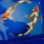 jk brothers koi farm