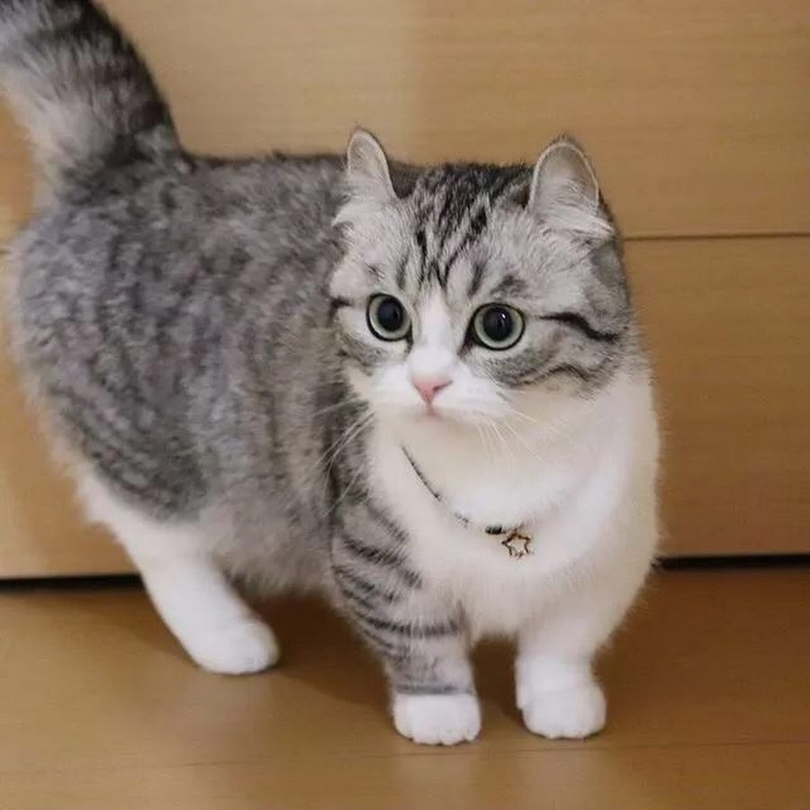 Munchkin Komaru кот