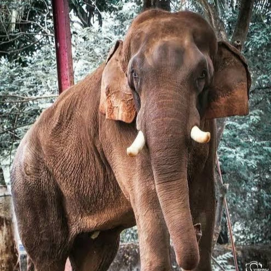 കാളീയമർദ്ദനം