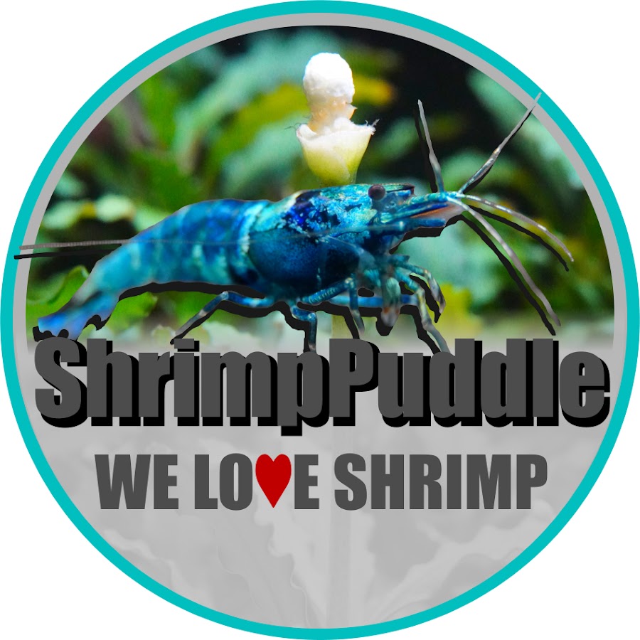 ShrimpPuddle - YouTube