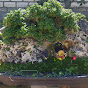 Gilang Bonsai