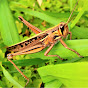 GrassHopper