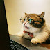 logo Sofia Cat Official