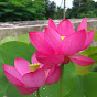 Nymphaea & Nelumbo