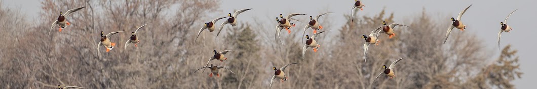 Phil Kahnke Waterfowl