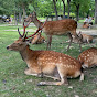 Japan Nara park 