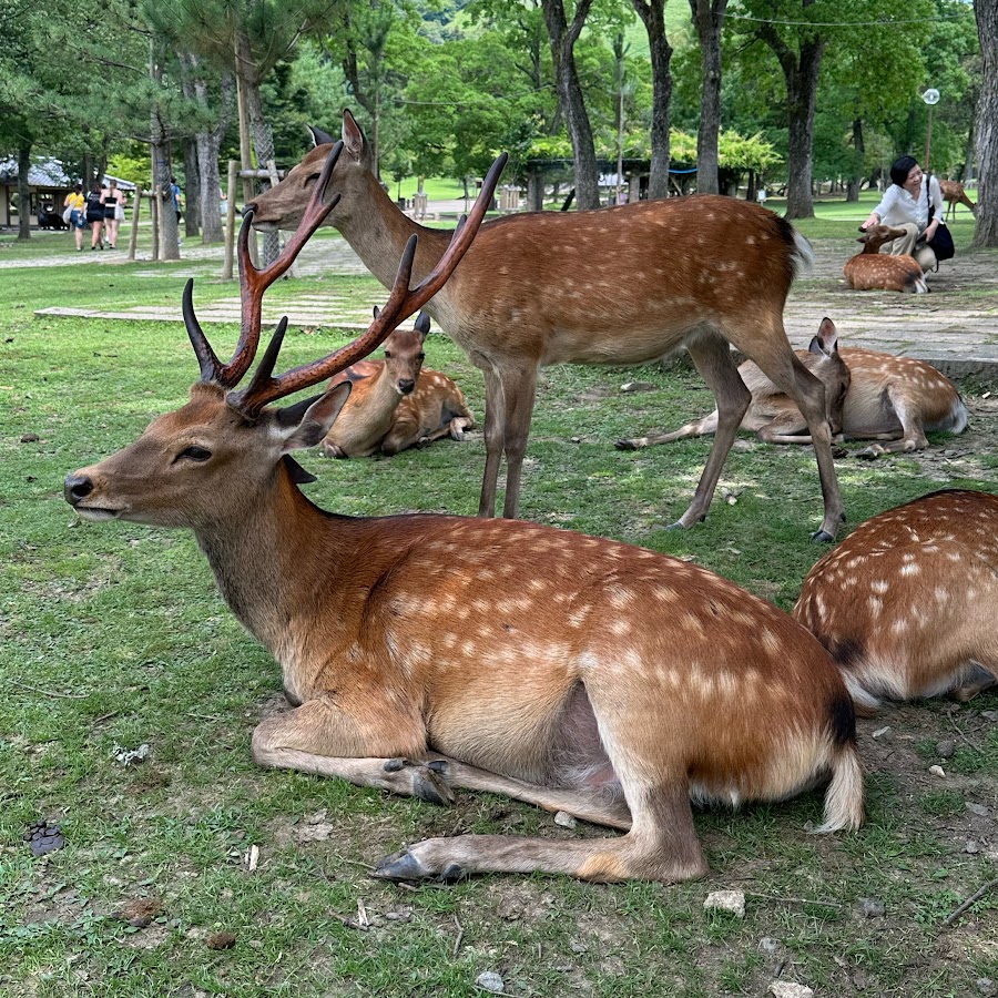 Japan Nara park - YouTube