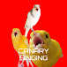 CANARY SINGING