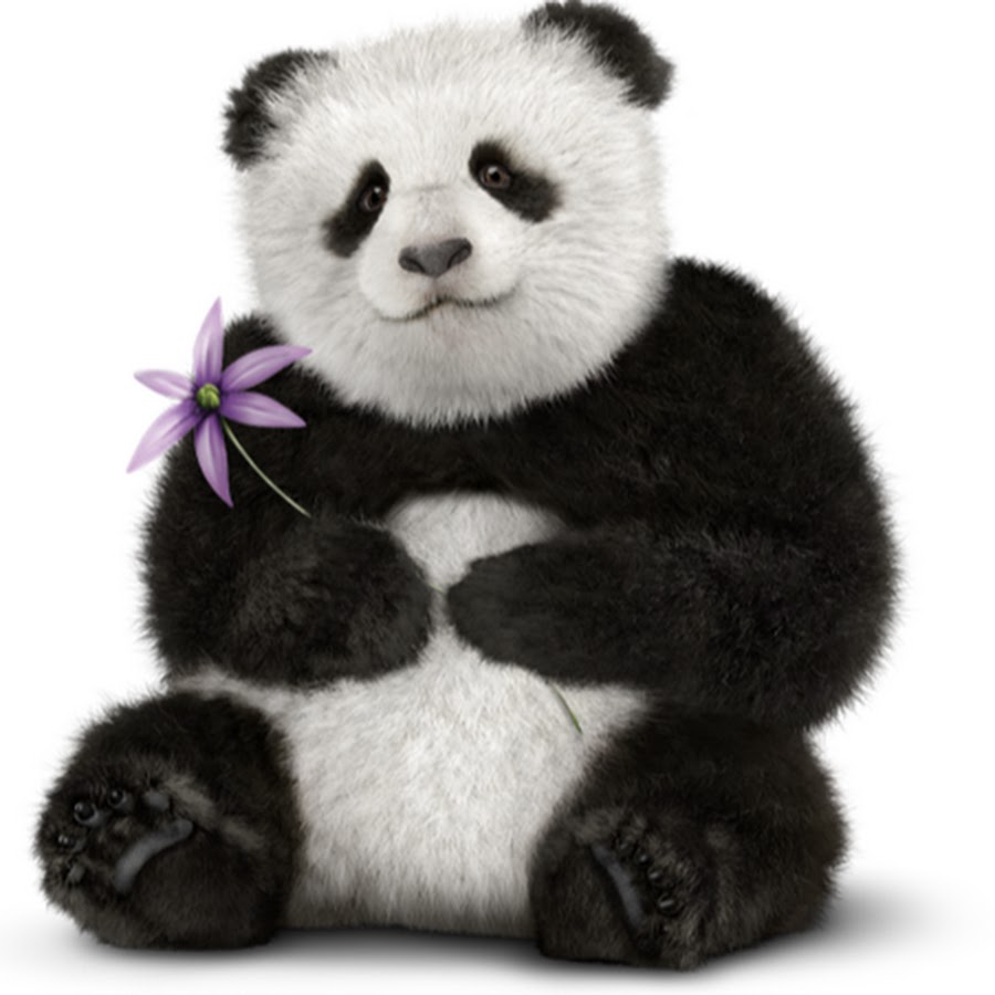 Панда плей. Panda Plays. Panda Play Ava. Panda Bear PNG image. Panda Play Studios.